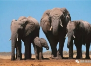 三亿体育体育视频-马赛虎晋级困难重重，道路坎坷的简单介绍